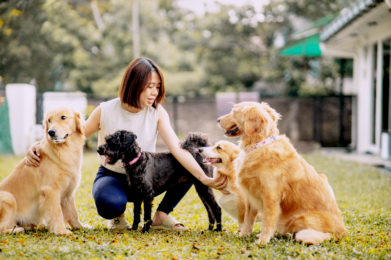 Dogs playing outside with a pet care provider