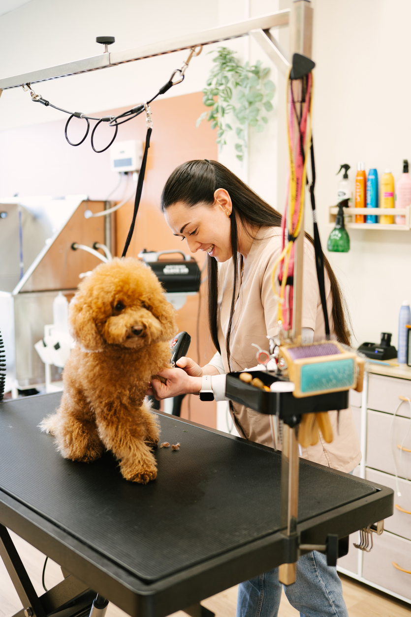 A small dog being groomed